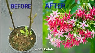 How to grow Rangoon creeper from cutting with update [upl. by Kacerek]