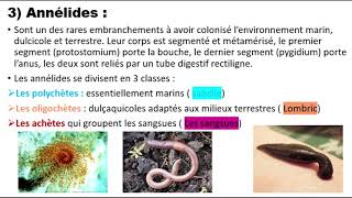 Biologie animale  Les métazoaires Triploblastiques  PlathelminthesNémathelminthesAnnélides [upl. by Nasah764]