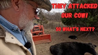 They Attacked our Cow Can I fix this Downed Cow Brangus Cattle Ranchlife Farmlife Homesteading [upl. by Theron]