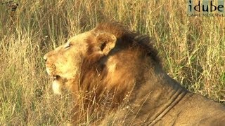 Powerful Roar of 3 Male Lions [upl. by Grassi]