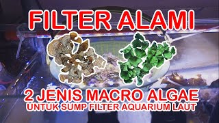 MACRO ALGAE FILTER ALAMI UNTUK AQUARIUM LAUT [upl. by Nyliret705]