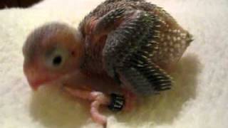 Up close with baby parrotlet 2 weeks old [upl. by Christiane]