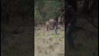 KANGAROO VS MAN kangaroo man fight dog [upl. by Andryc836]