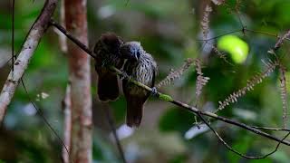 ChestnutRumped Babbler [upl. by Onairam]