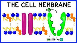 Cell Membrane Structure Function and The Fluid Mosaic Model [upl. by Lindemann]