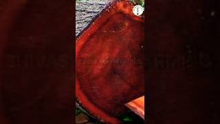 Mahogany ki kheti  African mahogany plant chahiye nature mahogany shortvideo farming [upl. by Haceber]