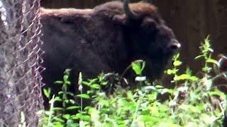 European bison Białowieża National Park Białowieża Podlaskie Poland Europe [upl. by Henriette]