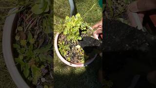 Repotting this plant grew from nothing to a new home repotting succulents plants gardening [upl. by Erdnoed113]