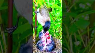 Wow amazing Baby bird is hungry 😢💖🕊🦅 funnylove [upl. by Halullat]