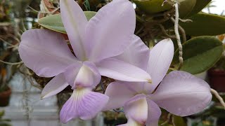 Cattleya walkeriana var coerulea Manhattan Blue [upl. by Franza]