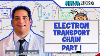 Metabolism  Electron Transport Chain DETAILED  Part 1 [upl. by Acira643]