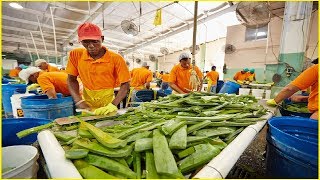 Asian Aloe Vera Harvest and Processing  Amazing Agriculture Fruit Harvesting [upl. by Enyluqcaj]