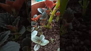 Episcia plant updateshorts flowers trending gardenplants [upl. by Essined]