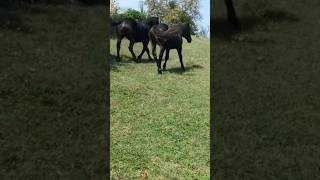 Konji uživaju u prirodi na velikim njivama [upl. by Sammie]