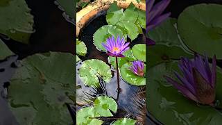 Water Lily flower in my gardengardening lily flower waterlily viralshorttrendingshorts plant [upl. by Aronael]