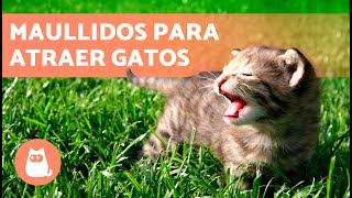 SONIDOS para que tu GATO VENGA 📣🐈 Maullidos para ATRAER a tu GATO cuando se ESCONDA [upl. by Akinor]