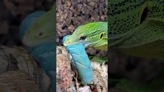 HOW FAST CAN SABZI EAT A GIANT BLUE CATERPILLAR Green Tree Monitor Lizard shorts [upl. by Sumer]