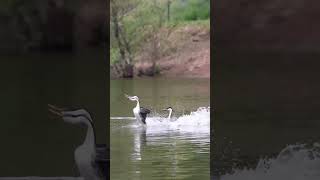 These grebes are just incredibly fun to watch rush shorts shortvideo wildlife [upl. by Wager534]