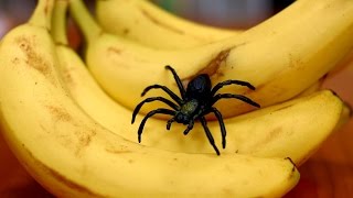 SPIDER IN BANANA [upl. by Nitin942]