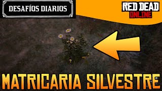 Desafíos Diarios  MATRICARIAS SILVESTRES RECOGIDAS  RED DEAD ONLINE [upl. by Ji]