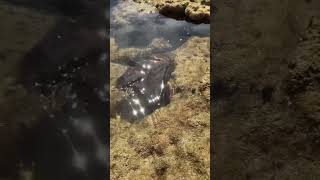 Aldinga Reef Cuttlefish [upl. by Perkin]