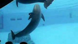 dolphins swimming at the Corpus Christi Aquarium [upl. by Novyert]