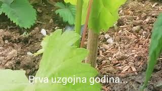 VINOVA LOZA  Uzgojni oblik  17062020 [upl. by Nassi]