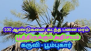 நூறு ஆண்டுகளைக் கடந்ததும் பூத்துக் குலுங்கும் பனை மரம்பல தலைமுறைகளை கடந்த அதிசயம் கருவிபூம்புகார் [upl. by Retxab]