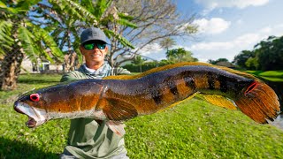 Most INVASIVE FISH in FloridaCatch Clean Cook Bullseye Snakehead [upl. by Heller]