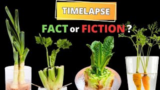 Regrowing VEGGIES from Kitchen Scraps in TIMELAPSE  Does it really work [upl. by Ruttger285]