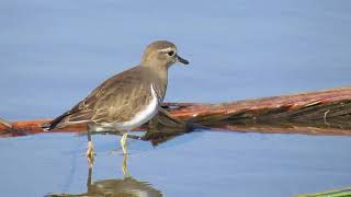 CHORLO CHILENO Charadrius modestus [upl. by Atekehs]