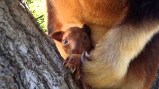 Tree Kangaroo Joey emerges from mothers pouch at Taronga Zoo [upl. by Mani]