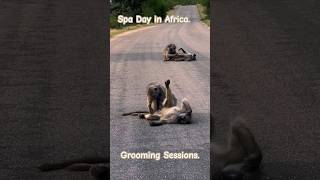 Baboons grooming sessions [upl. by Truk]