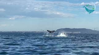 Humpback Whales and Spotted Dolphins  ballenas jorobadas y delfines moteados Explora Vallarta [upl. by Sturdivant]