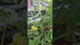 Pertumbuhan Buah Tomat tomato garden farming nature planting growingfood [upl. by Arreik]