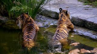 BIOPARC Fuengirola desarrolla proyecto de investigación para detectar necesidades tigre de Sumatra [upl. by Gnel]