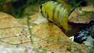 Apistogramma Baenschi Inca with newly freeswimming fry [upl. by Erodoeht]