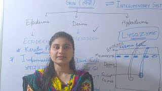 Skin त्वचा  Biology  Science  Epidermis  Dermis  Sweat Gland  Biology in hindi [upl. by Eisen]