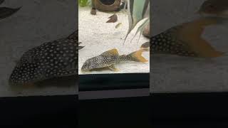 top5 pleco L14 scobinancistrus sunshine music pop fish aquarium trending shorts animals tv [upl. by Meda591]