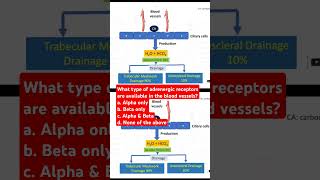 What type of adrenergic receptors are available in the blood vessels [upl. by Giovanni]