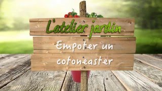 Comment cultiver le cotoneaster [upl. by Creighton]