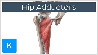 Anatomy of the Hip Adductor Muscles  Human Anatomy  Kenhub [upl. by Adnoryt]