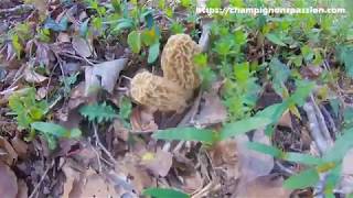 Les dernières morilles coniques et début des morilles communes [upl. by Ynabla]