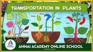 Unlocking the Secrets of Plant Transportation Class 7 Science Fun with ANNAI ACADEMY ONLINE SCHOOL [upl. by Hedi]