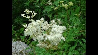 Identifying Meadowsweet Filipendula ulmaria Bridewort Meadsweet Meadow Wort Lady of the Meadow [upl. by Lettig]