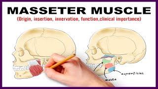 Masseter Muscle  Origin Insertion Nerve supply Clinical importance  Anatomy [upl. by Lledal]