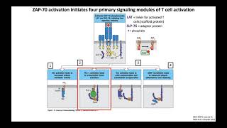 Lecture 4c T Cell Signaling  Activation [upl. by Anirol]