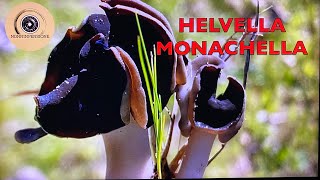 Helvella Monachella Cappelletto Nel Delta del fiume PO [upl. by Novrej]