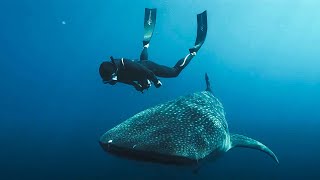 L’Odyssée des monstres marins  Documentaire [upl. by Athallia]