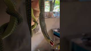 GET THIS SNAKE OUT OF MY HOUSE shorts flyingsnake snake [upl. by Halsted794]